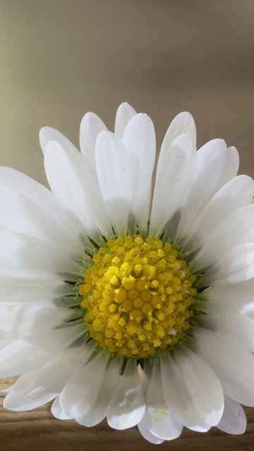 1003 Close Up Flower Daisy